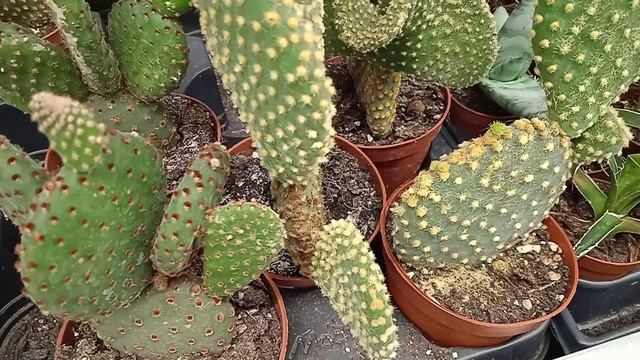 Как поливать и размножить ушастый кактус Опунция