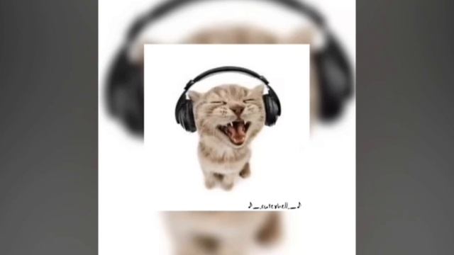 CAT - МЯУ - MEOW😺 - OST - 1 ЧАС смотреть онлайн