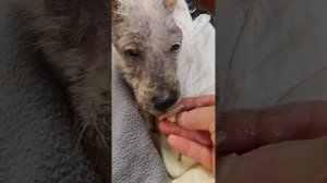 Доброе утро Снежок