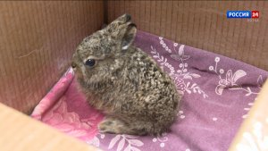 В Кировской области появится «больница» для диких животных