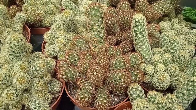 7 ключевых моментов в уходе за Кактусами для полноценного роста