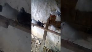 Весна 2021 Голубки