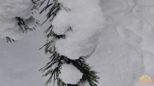 Такой спокойный зимний лес