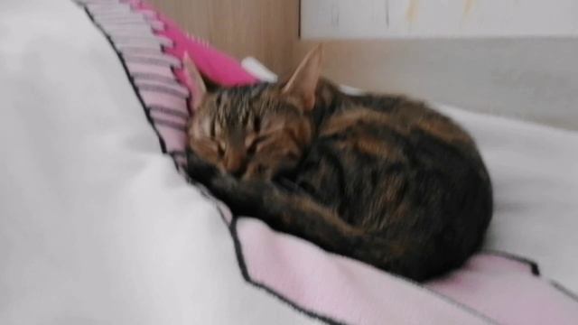 моя кошечка дурдошечка