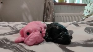 всем привет смотрим КОШОЧКИ-СОБАЧКИ💗