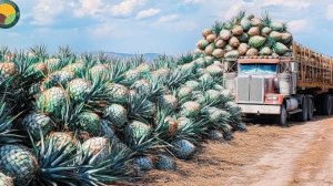 Как собирают и выращивают голубую агаву для производства текилы.