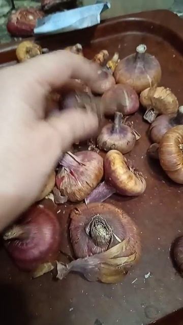 чистим гладиолусы весной перед проращиванием смотреть онлайн