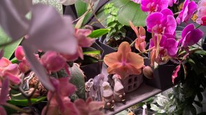 Полив ОРХИДЕЙ 💦 Секреты ухода, часть 2 ✅ #орхидеи