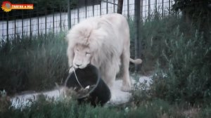 Разговор мальчишки с Человеком-львом. Уборка в саванне со львами. Тайган. 2020