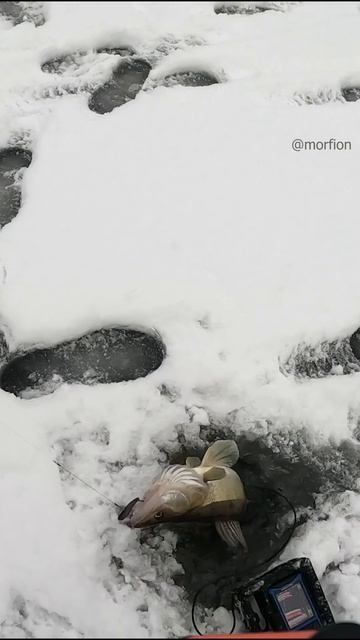 ЗА ТАКИЕ УДАРЫ, МЫ ОХОТИМСЯ ЗА НИМ смотреть онлайн