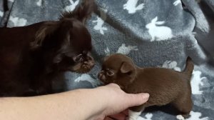 #щенки_чихуахуа Диана, Добрыня, Дуняша #купить_чихуахуа Др 18/12/25 #продаю_чихуахуа +79215950848