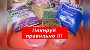 Золотые правила пикировки ДИХОНДРЫ