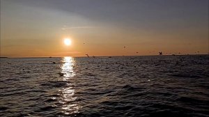 Кит на закате