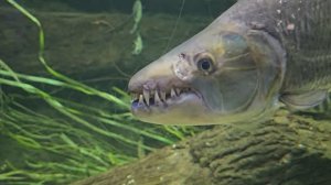 Московский акеанариум