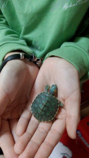 моя черепашка Рафаэлька
