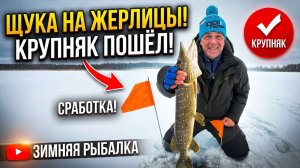 ЩУКИ ПОДНИМАЮТ ФЛАГИ! Поклевка одна за другой Рыбалка на жерлицы