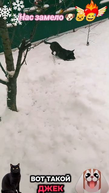 Нас замело🐶 🐱😅 смотреть онлайн