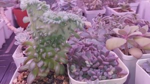 Не теряйте меня!| Обзор суккулентов ●●●