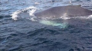 Кит вынырнул совсем рядом