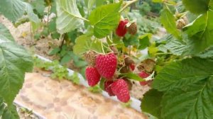 28 августа. Малиновые грядки. Ремонтантная малина Атлант.