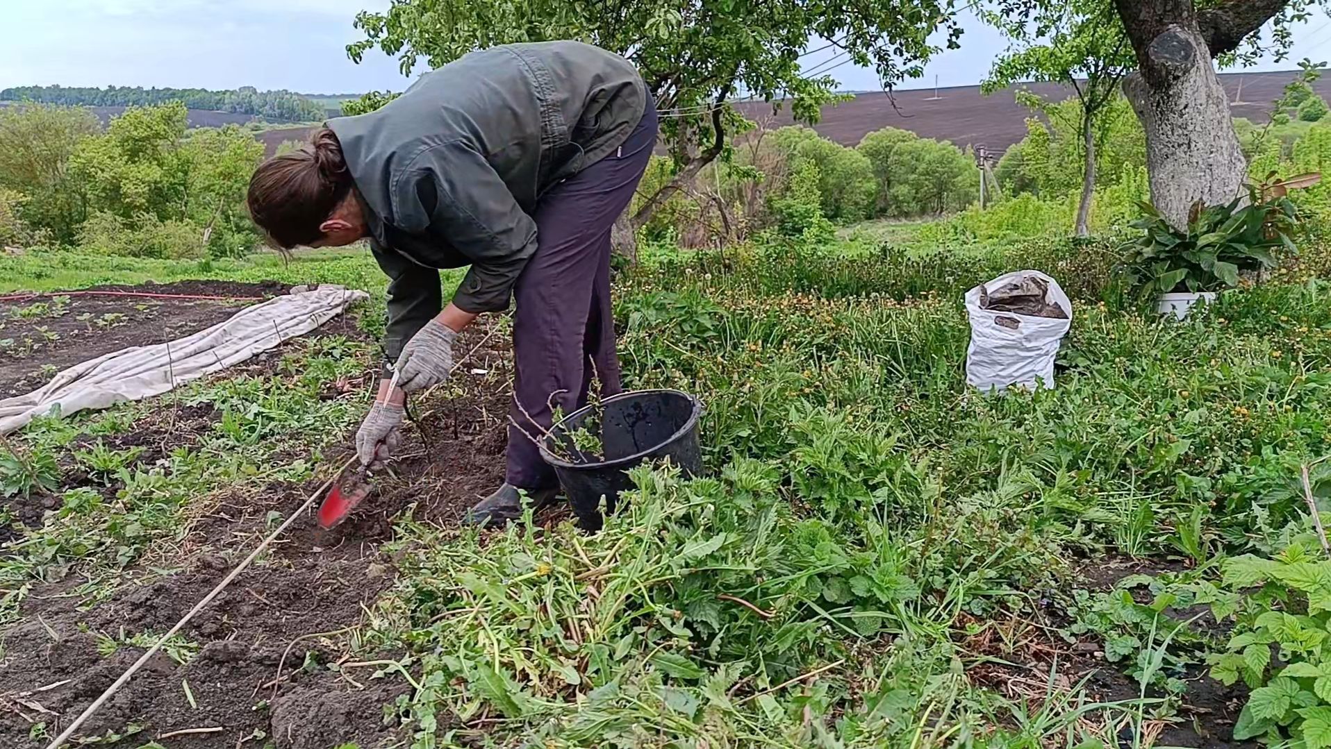 Сажаю малину. Сажаю живую изгородь. Дрова смотреть онлайн