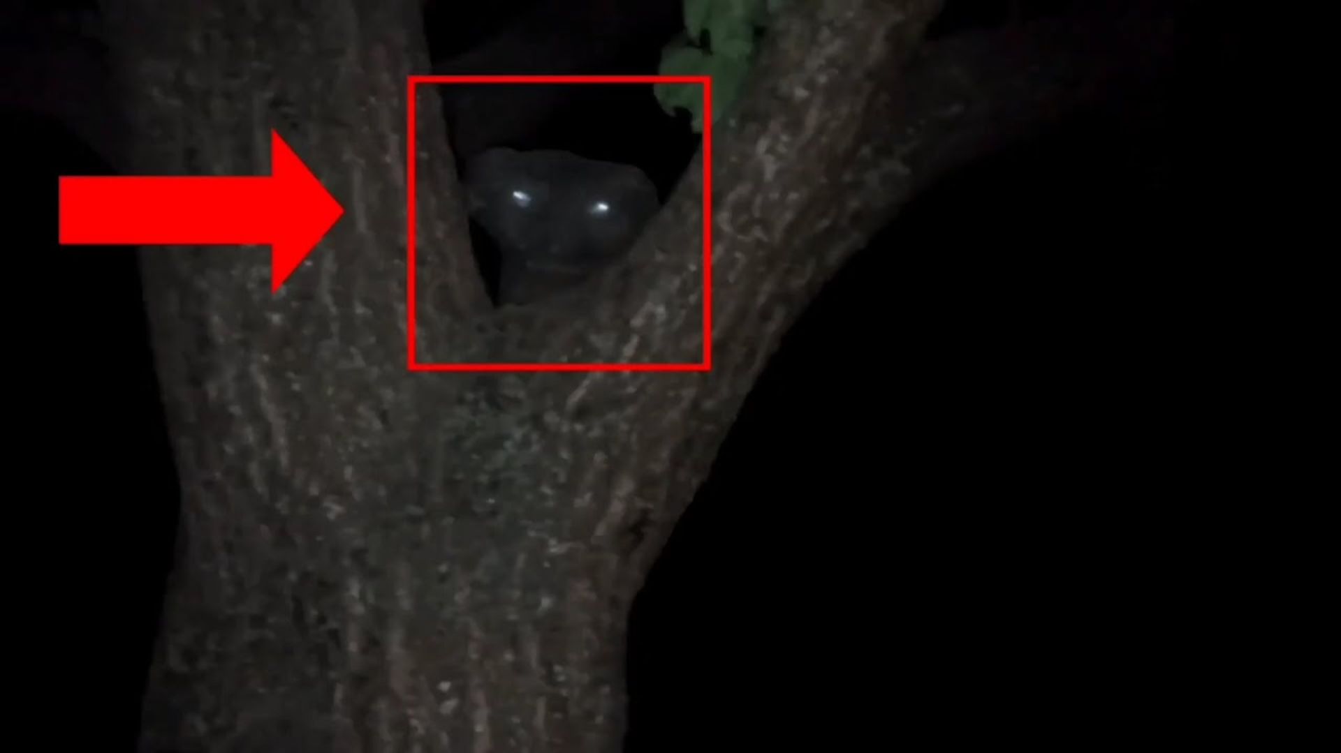 Монстр в лесу снятый на камеру или гуманоид - Призрак смотреть онлайн