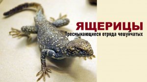 ЯЩЕРИЦЫ: ОТРЯД ЧЕШУЙЧАТЫХ ПРЕСМЫКАЮЩИХСЯ, ИЛИ РЕПТИЛИЙ