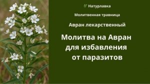 Молитва на избавление от паразитов.