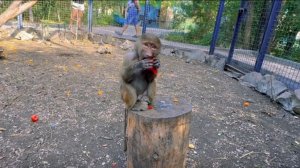 Маленьким ГАМАДРИЛАМ - маленькие помидорки. Как обезьянки ели НАСТЕНЬКУ! Неизданное