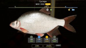 ГУСТЕРА ТРОФЕЙНАЯ!!!РЕКА ВЬЮНОК - РУССКАЯ РЫБАЛКА 4