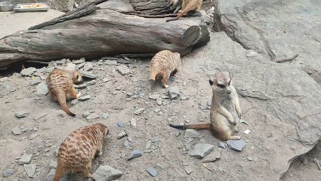 Кормление сурикатов в зоопарке Малинки смотреть онлайн