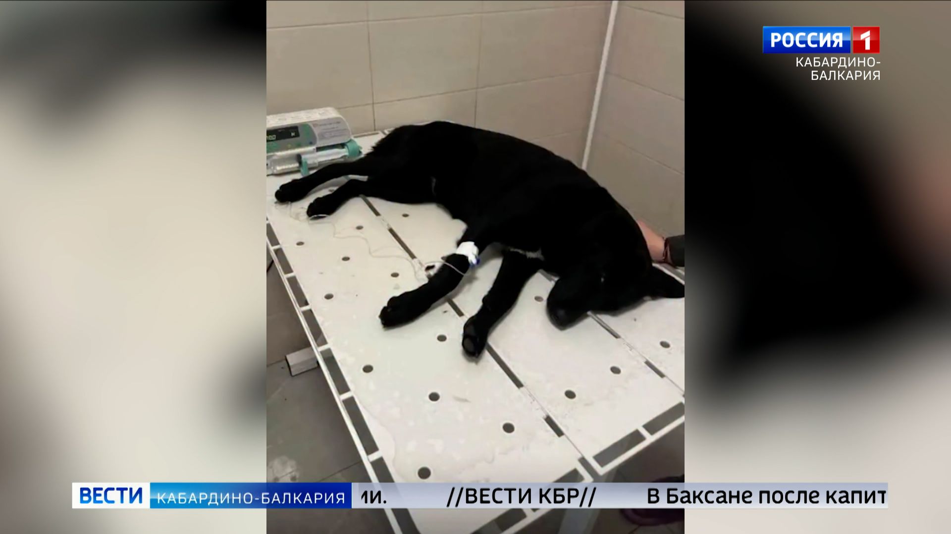 Прокуратура КБР проверяет сообщения о многолетнем издевательстве над собаками в Нальчике смотреть онлайн