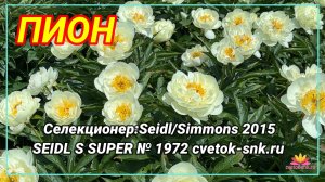 Травянистый гибрид "SEIDL S SUPER"/Сад Ворошиловой