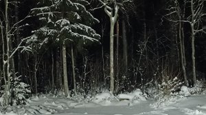 16.01.26 Дача Выборг.Зимний вечер пятницы.Новый можжевельник Спартан.