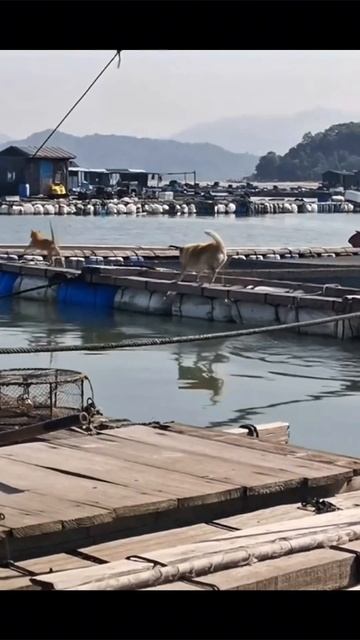 зачем так пугать то #приколы #прикол #юмор смотреть онлайн