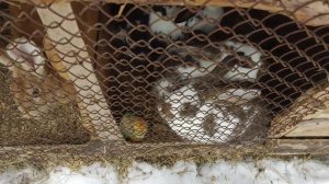 Мороз и солнце, день чудесный.