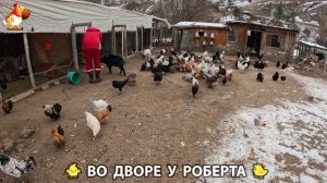 Содержание кур в домашних условиях и других птиц во дворе у Роберта 🐣🐤🦆🐔🪿🦃 (395)