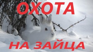 ОХОТА НА ЗАЙЦА ЗАЛЕГ В КУСТАХ