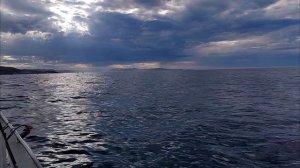 petal_20240629_090614.mp4