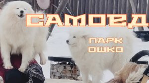 Собаки самоеды. ОШКО парк