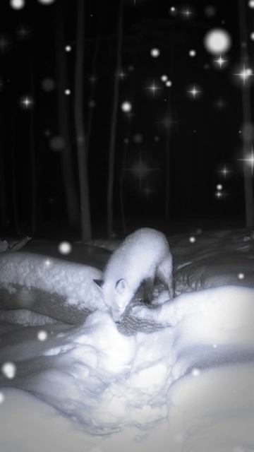 Лиса в лесу смотреть онлайн