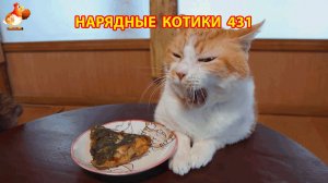 Нарядные Котики расслабляются на солнышке 🌞 🐈🐈🐈 (431)