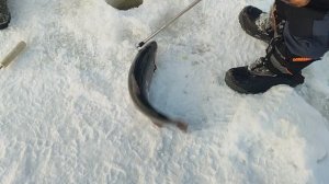 Основной водоём. Хорошая котлета.