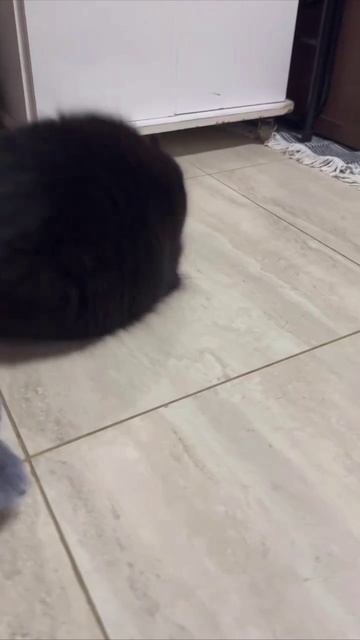 Коты и коробки