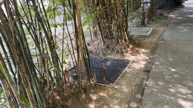 Варан смотреть онлайн