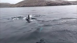 petal_20241108_172736.mp4