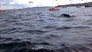 petal_20250617_094439.mp4