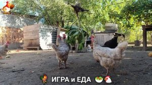 Кормление кур овощами и фруктами для зарядки и от скуки 🥗🐓🤗  (42)