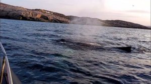 Два кита на закате