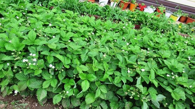 Посев семян Земляники по снегу и отправление на стратификацию